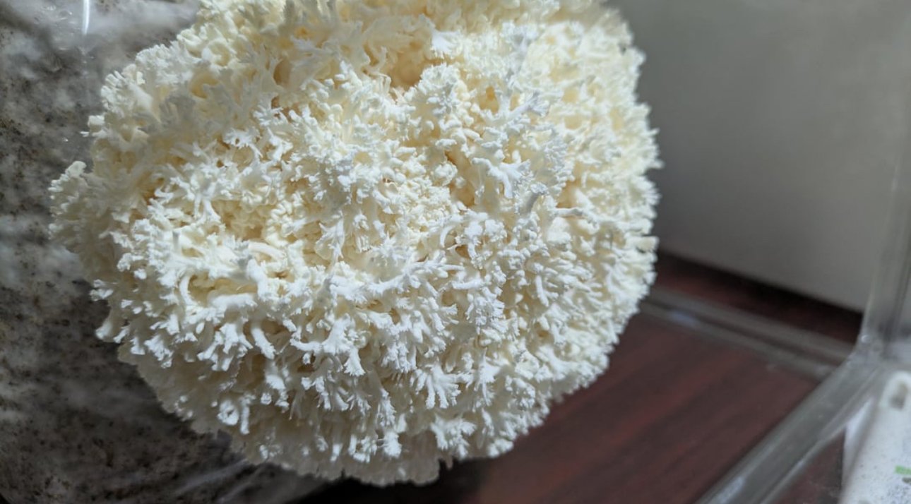 lions mane mushroom