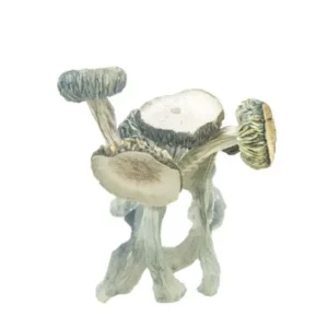 White Rabbit Mushrooms